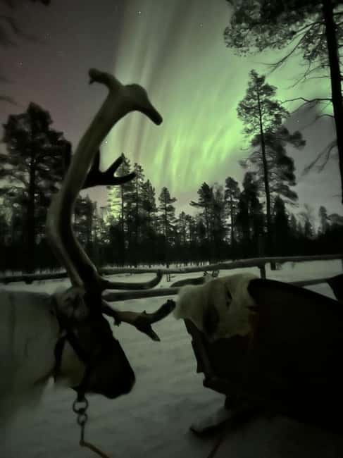 Saariselkä: Northern Lights & Reindeer Sledding Tour - Feeding the reindeer and meeting the animals
