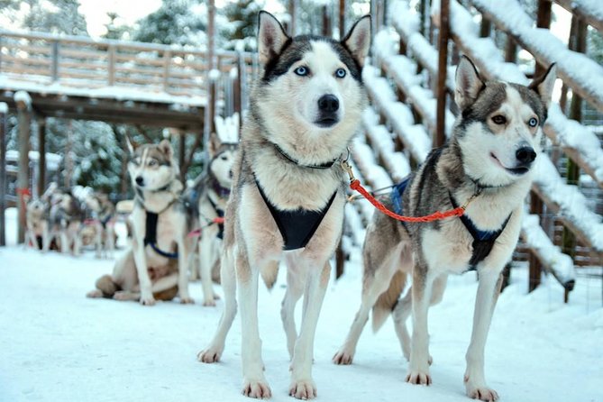 Santa Claus Village Guided Tour & Arctic Animals Adventure - Walking to Arctic Circle Husky Park