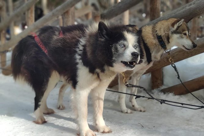 Santa Claus Village Guided Tour & Arctic Animals Adventure - The 2-kilometer husky safari