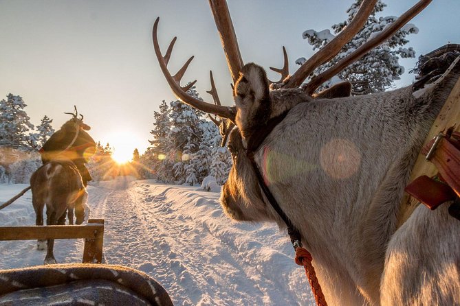 Santa Claus Village Guided Tour & Arctic Animals Adventure - What the price includes, and what it does not