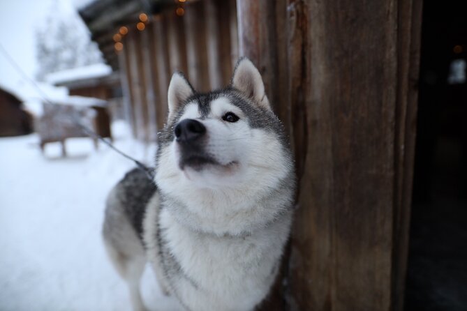 Santa Claus Village, Husky and Reindeers Combo Safari - Is $252.32 per person a fair price?