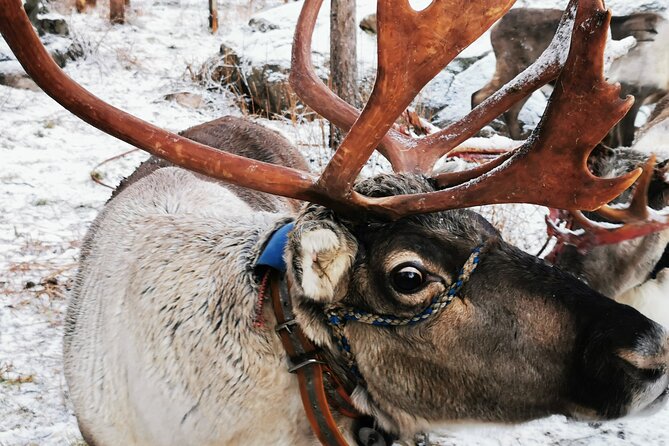 Santa's Reindeer & Husky Safari + Aurora BBQ in Rovaniemi - A full Lapland sampler in seven hours