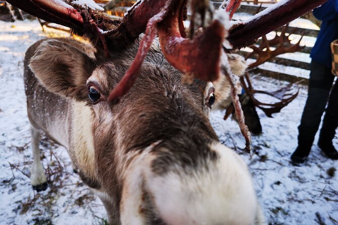 Santa's Reindeer & Husky Safari + Aurora BBQ in Rovaniemi - Guides are a major part of the value