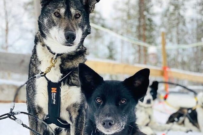 Santa's Reindeer & Husky Safari + Aurora BBQ in Rovaniemi - What to wear and bring