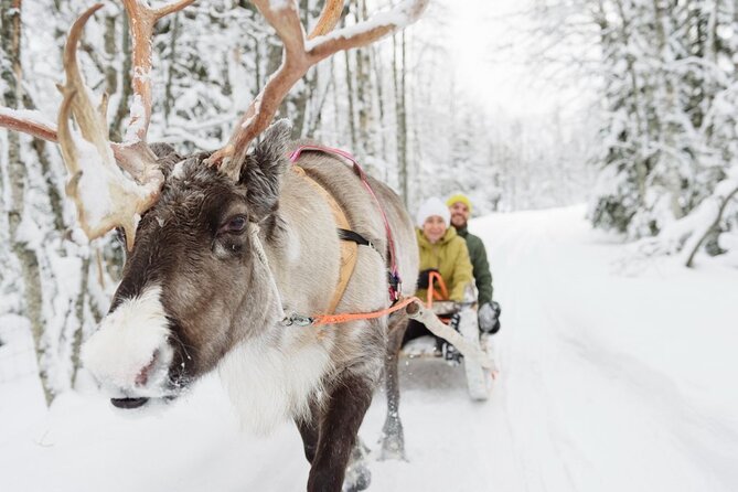 Santa's Reindeer & Husky Safari + Aurora BBQ in Rovaniemi - The long afternoon gap needs planning
