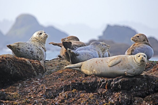 SEAL SAFARI in Savonlinna from Helsinki (private) - Why the Saimaa seals make this trip special