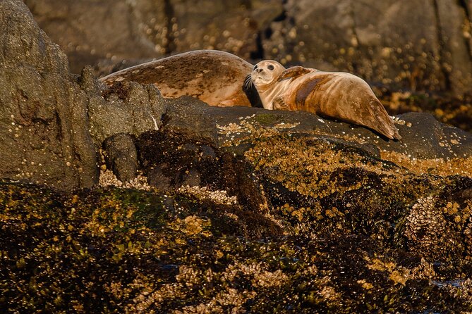 SEAL SAFARI in Savonlinna from Helsinki (private) - The boat ride through Lake Saimaa’s archipelago