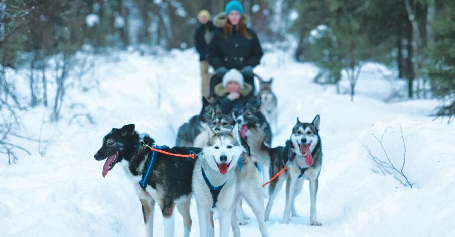 Sirkka: Husky Sled Ride in Levi 2km or 5 km from Levi - Meeting the huskies at the Levi park