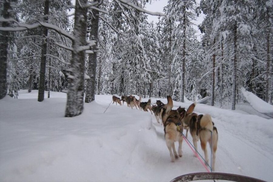 Sirkka: Husky Sled Ride in Levi 2km or 5 km from Levi - What the 2 km and 5 km sled rides feel like