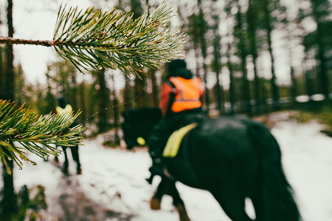 Small-Group Arctic Circle Horse Riding from Rovaniemi - Why the small group matters