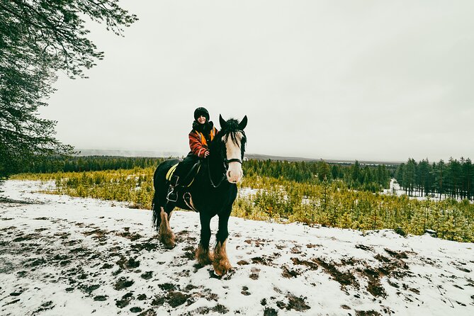 Small-Group Arctic Circle Horse Riding from Rovaniemi - What happens during the three-hour visit