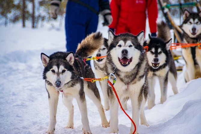 Small-Group Husky Mushing Experience in Rovaniemi - The 45-minute journey from Rovaniemi