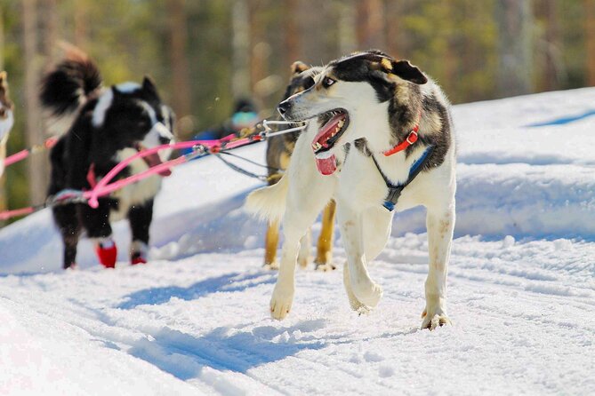 Small-Group Husky Mushing Experience in Rovaniemi - Through the snowy forest on your own team