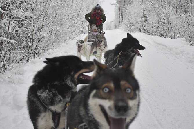 Small-Group Husky Mushing Experience in Rovaniemi - Is $277.05 a fair price?
