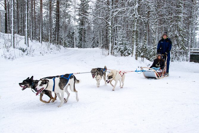 Small-Group Husky Mushing Experience in Rovaniemi - At Parpalandia, start with the dogs