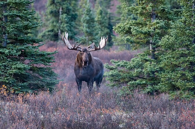 Small-Group Moose Wild Safari from Rovaniemi - Why this moose safari feels different from a reindeer farm visit
