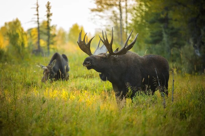 Small-Group Moose Wild Safari from Rovaniemi - A sunset pause with gingerbread and blueberry juice
