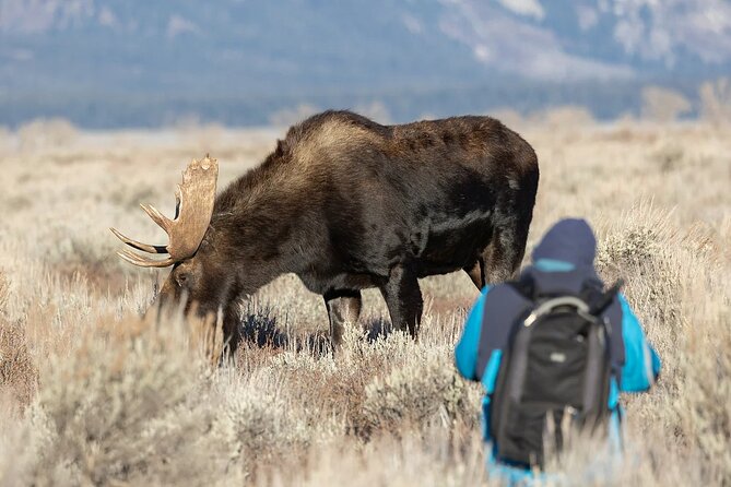 Small-Group Moose Wild Safari from Rovaniemi - Is $103.12 a fair price?