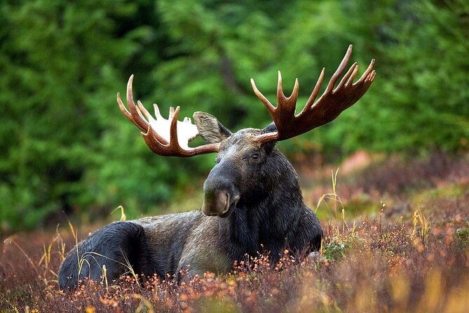 Small-Group Moose Wild Safari from Rovaniemi - Who will enjoy the three-and-a-half-hour outing