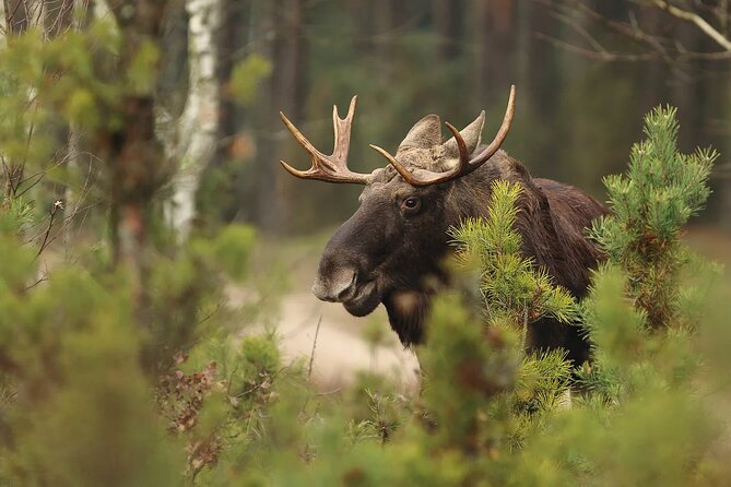 Small-Group Moose Wild Safari from Rovaniemi - Practical details that can prevent a frustrating evening