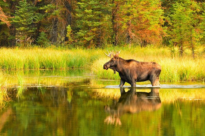 Small-Group Moose Wild Safari from Rovaniemi - Meeting in central Rovaniemi and setting off after dark