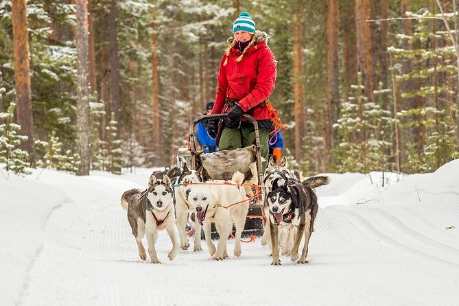 Snowmobile & Animals Day Tour - One morning, three very different Lapland experiences