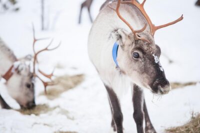 Snowmobile Safari to Lake Inari, meet & feed Reindeers, Lunch