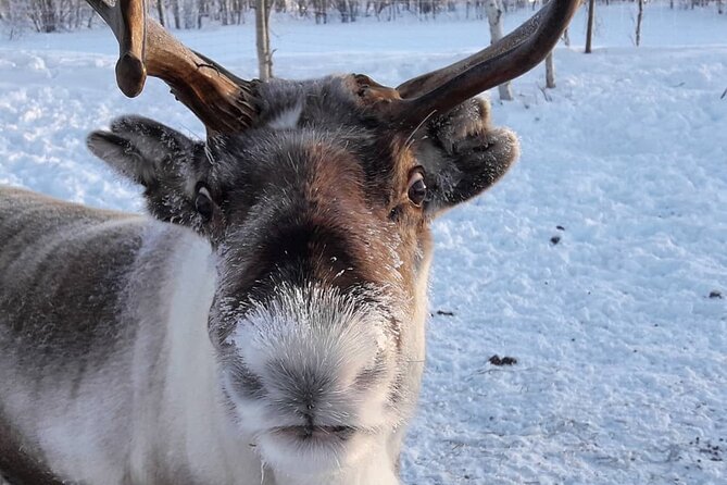 Snowmobile Safari to Lake Inari, meet & feed Reindeers, Lunch - Who gets the best value for $210.25?