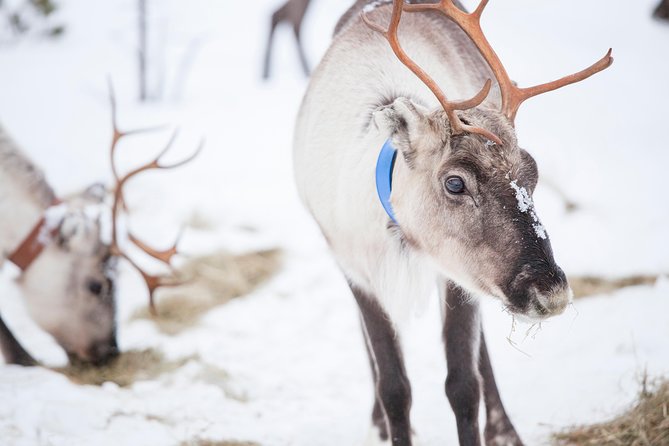 Snowmobile Safari to Lake Inari, meet & feed Reindeers, Lunch - Safety instructions and the two-person snowmobile setup
