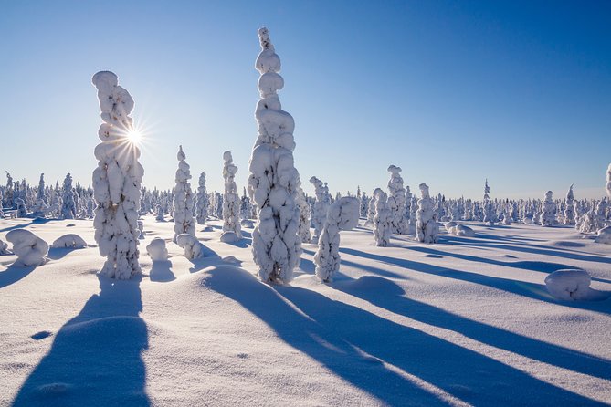 Snowshoe Trip in the Forest - Who will enjoy this half-day outing?
