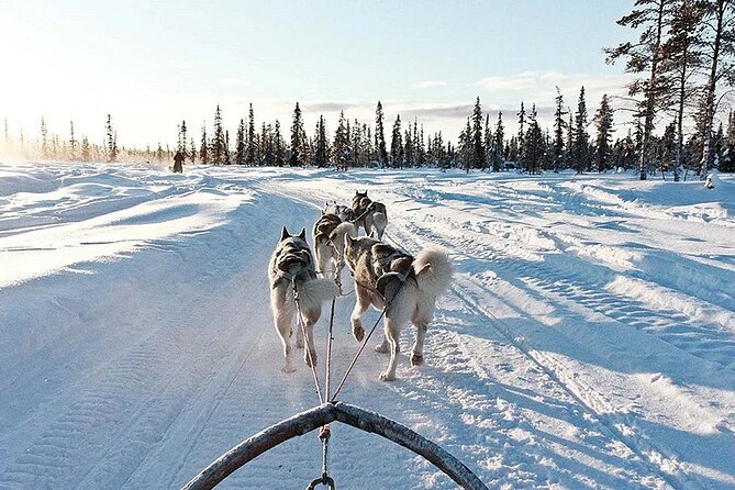 Snowy Trails 10km Husky Safari from Rovaniemi - A husky safari with real time behind the sled