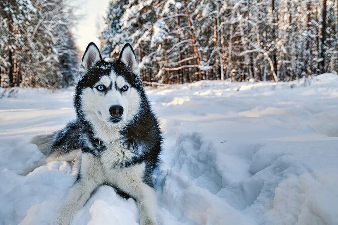 Snowy Trails 10km Husky Safari from Rovaniemi - Meeting the dogs at the farm