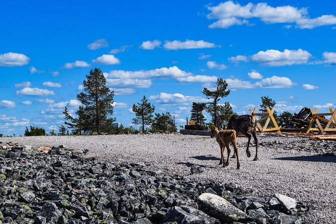 Trip to Pyhä-Luosto National Park and Amethyst Mine - A campfire BBQ lunch in the forest