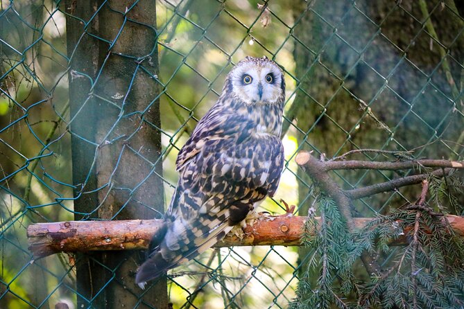 Trip to Ranua Wildlife Park - The animals you may see at Ranua