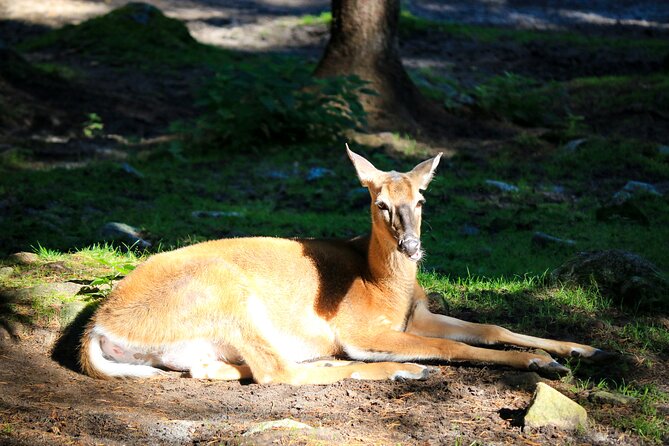 Trip to Ranua Wildlife Park - What the guide adds to the visit