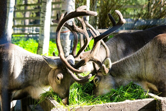 Trip to Ranua Wildlife Park - Lunch comes after the walk
