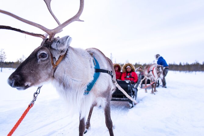 Two Full Days in Lapland - The first Northern Lights hunt, timed by the forecast