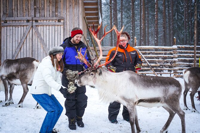 Two Full Days in Lapland - Meeting reindeer at a traditional farm