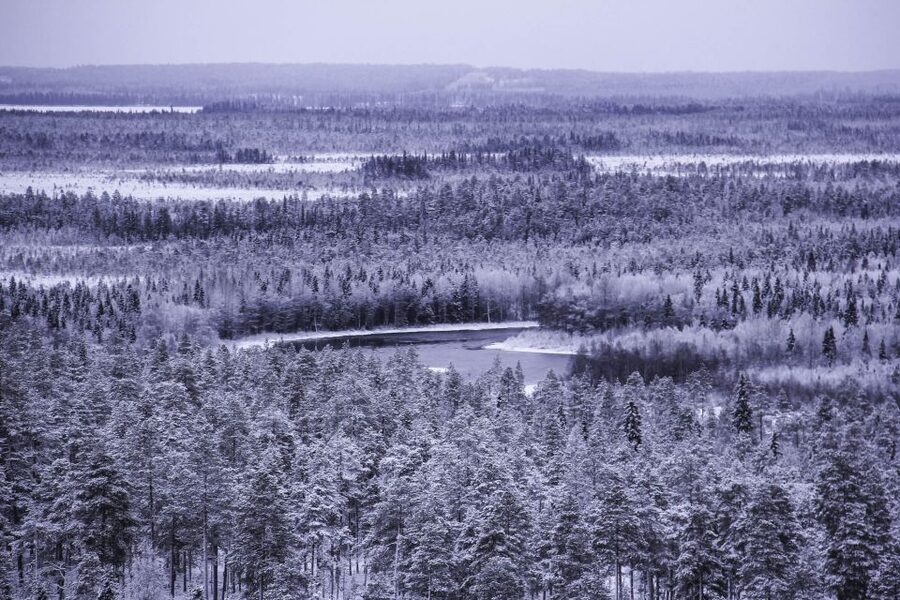 Vikakongas Hike: Nature and Silence - Crossing the Vikaköngäs hanging bridge