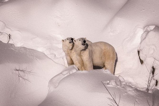 Visit To Ranua Zoo - Why Ranua Zoo makes a worthwhile half-day from Rovaniemi
