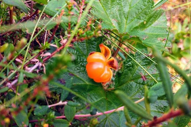 Wild Berries and Mushroom picking tour - Picking and tasting beneath the midnight sun