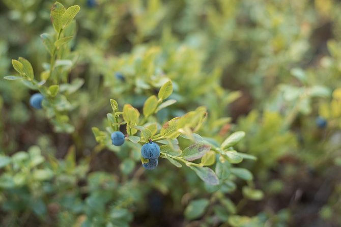 Wild Berries and Mushroom picking tour - How the eight-person limit changes the outing