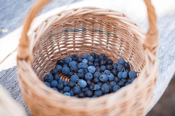 Wild Berries and Mushroom picking tour - Is $104 a fair price?