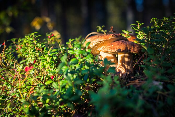 Wild Berries and Mushroom picking tour - Learning what you can safely eat