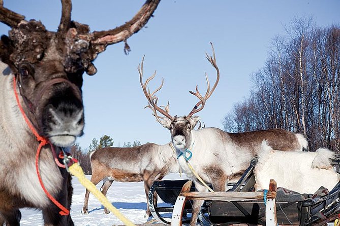 Wild Reindeers Safari + Lunch in Glass Igloo (private service) - A quiet start among Rovaniemi’s reindeer