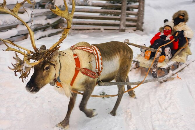 Wild Reindeers Safari + Lunch in Glass Igloo (private service) - Private transport and the cold-weather equipment