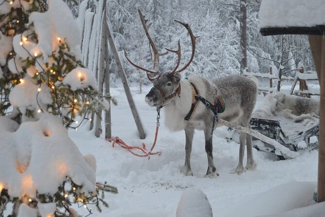 Wild Reindeers Safari + Lunch in Glass Igloo (private service) - Is $298.93 per person fair value?