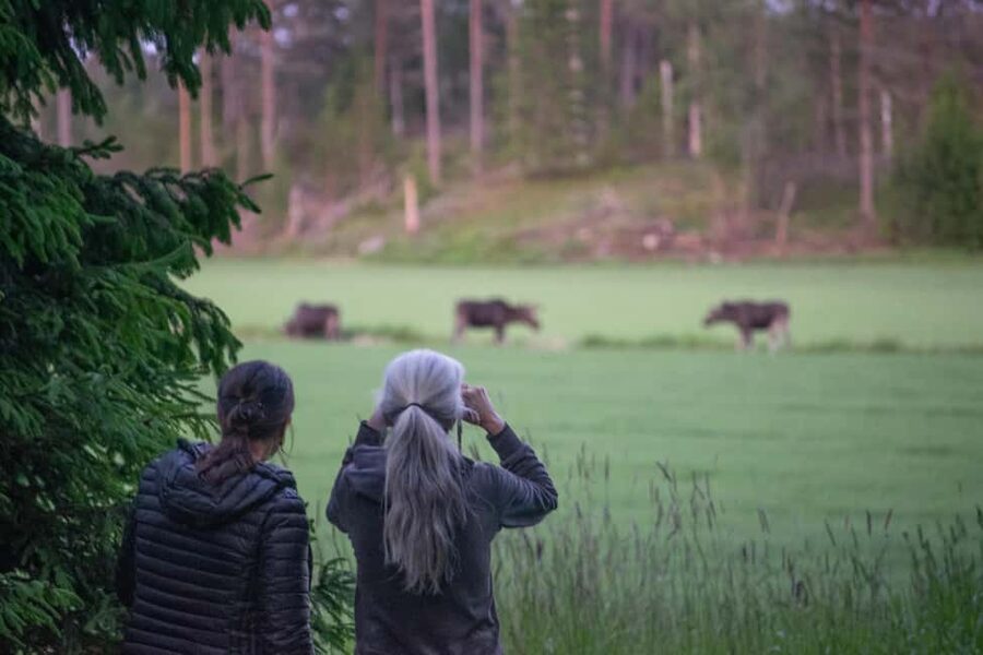 Wildlife safari with campfire dinner from Helsinki - Key points to know before booking