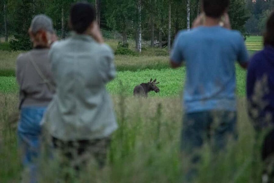 Wildlife safari with campfire dinner from Helsinki - Why Porkkala makes a good wildlife stop