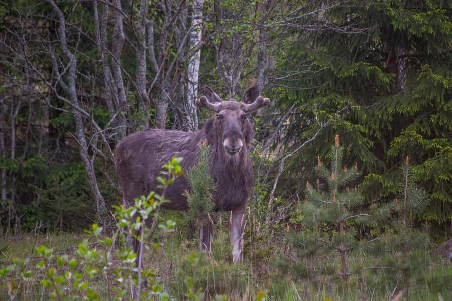 Wildlife safari with campfire dinner from Helsinki - The campfire by the sea
